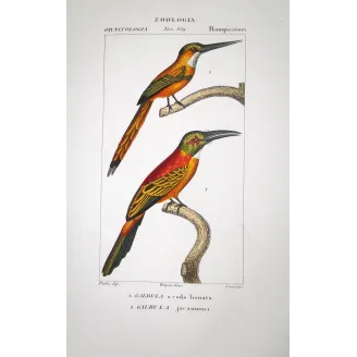 Galbula jacamarici - Jacamar Birds  Antique Ornithological Print  Prêtre