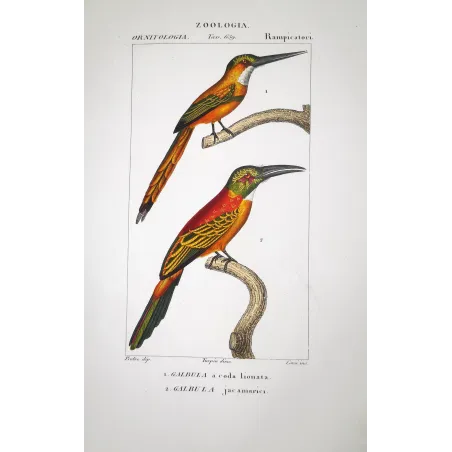 Galbula jacamarici - Jacamar Birds  Antique Ornithological Print  Prêtre