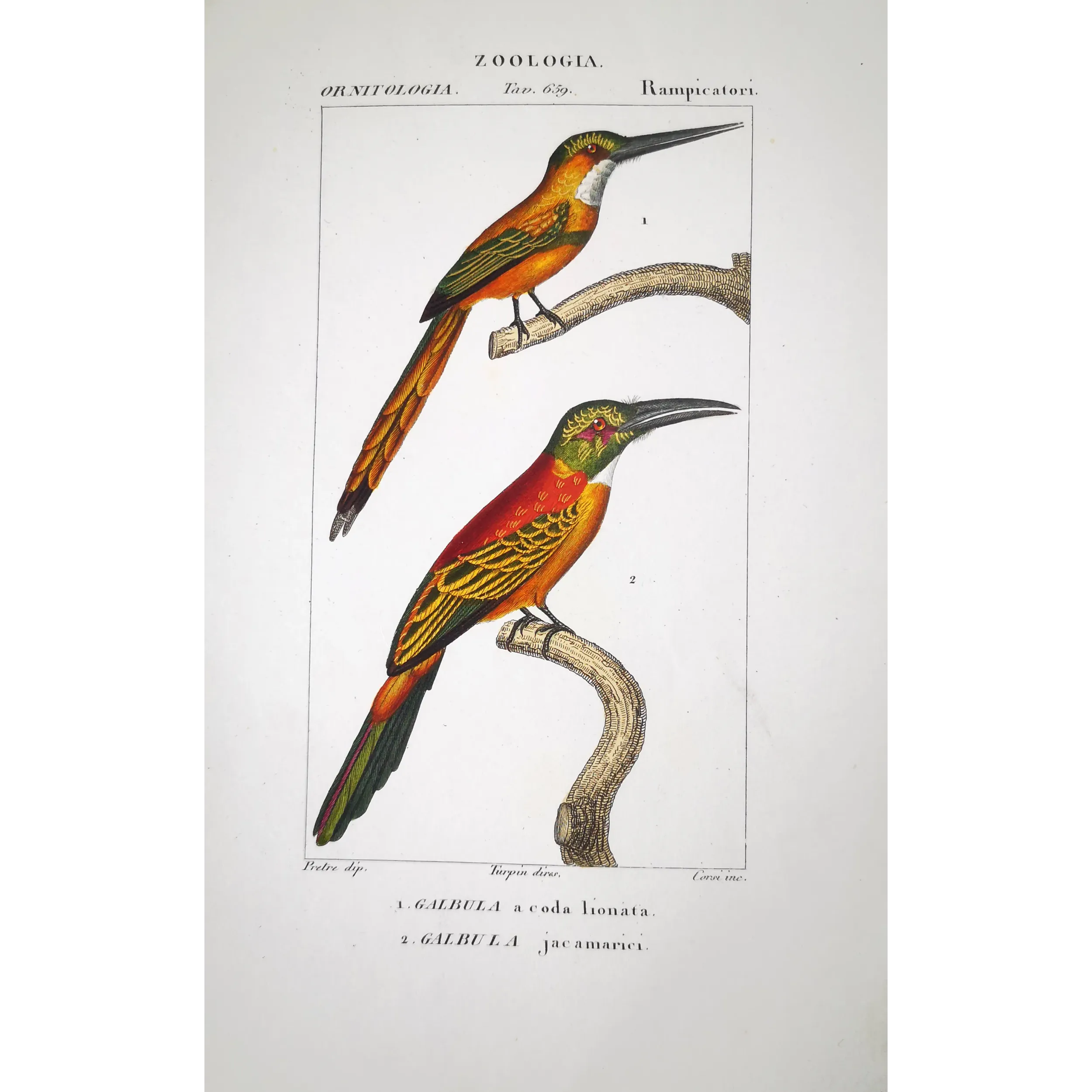 Gold-Enhanced Jacamars – Prêtre Antique Engraving