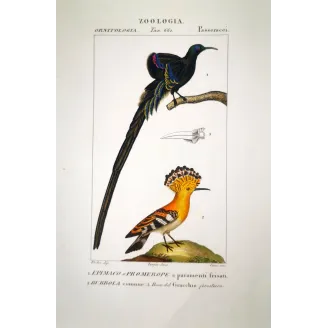 Upupa epops- Promerops  Hoopoe  Common Hoopoe   Ornithology Engraving  Prêtre
