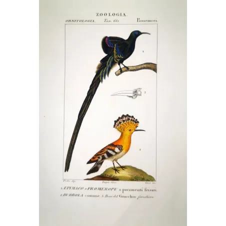 Upupa epops- Promerops  Hoopoe  Common Hoopoe   Ornithology Engraving  Prêtre