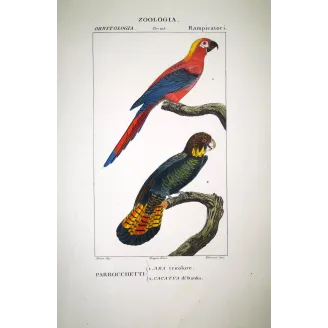 Banks' Cockatoo Ara tricolore and   Antique Parrots Print