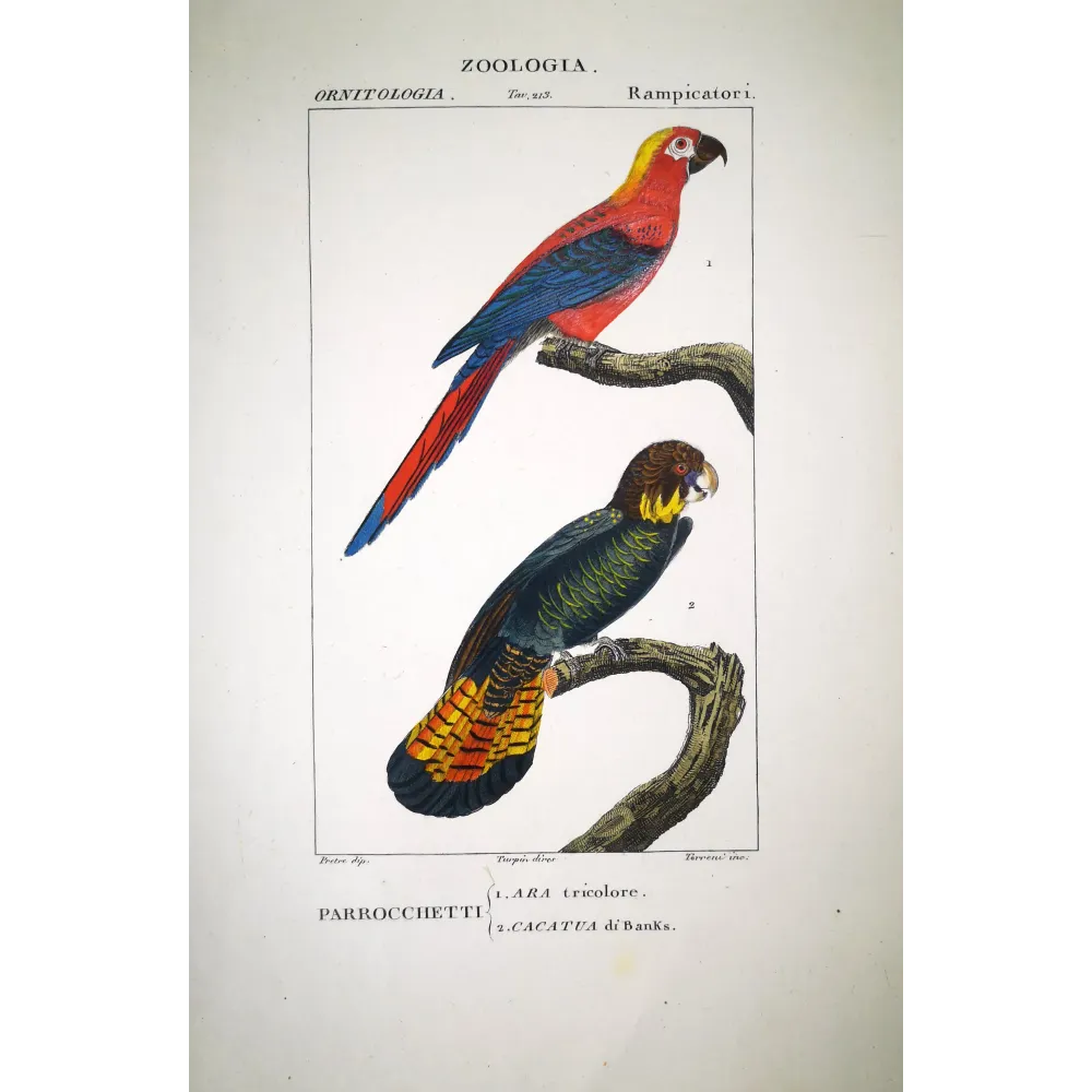 Banks' Cockatoo Ara tricolore and Antique Parrots Print Banks' Cockatoo Ara tricolore and Antique Parrots Print