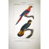 Ara tricolore and Banks' Cockatoo - Original hand-colored engraving by Prêtre (c.1835)