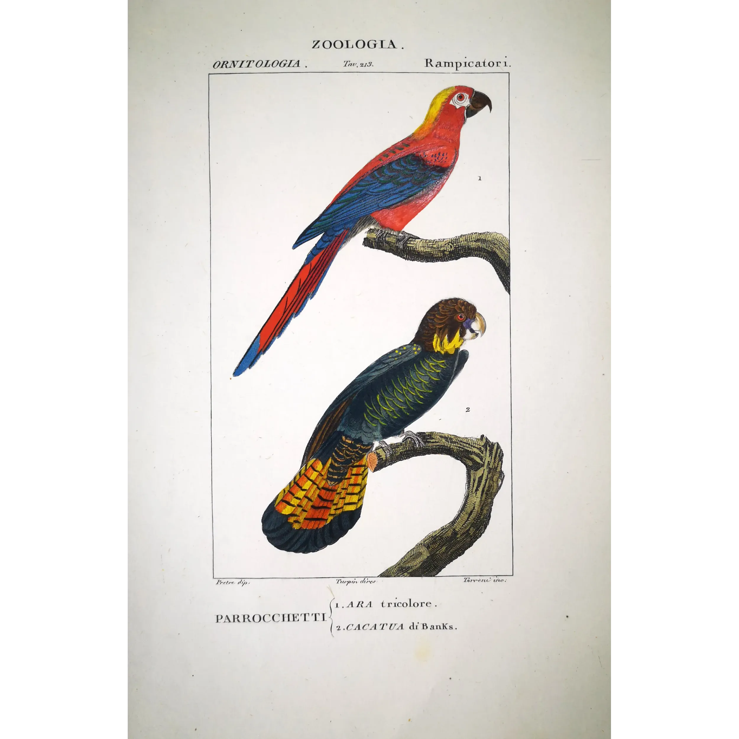 Antique Bird Engraving – Pierre Antoine Prêtre – Ara tricolore and Banks' Cockatoo - Original hand-colored engraving by Prêtre