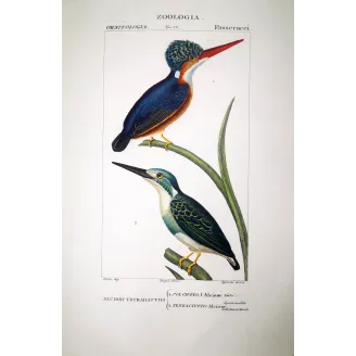 Megaceryle lugubris - Antique Kingfisher Print  by Prêtre