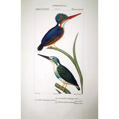 Megaceryle lugubris - Antique Kingfisher Print  by Prêtre
