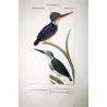 Crested kingfisher (*Megaceryle lugubris*) and  Australian (*Todiramphus sanctus*) hand-colengraving by Prêtre (c.1835)