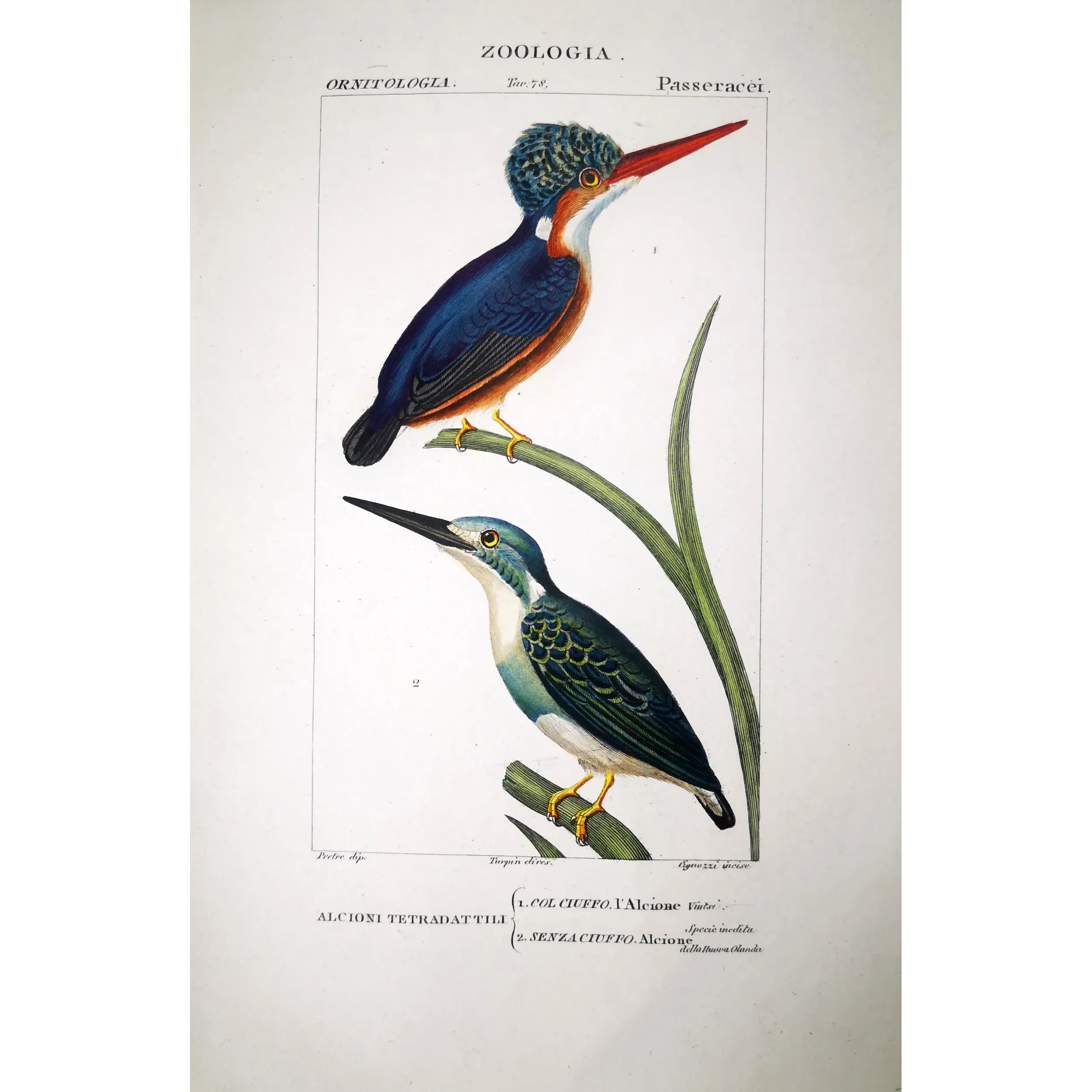Antique Bird Engraving – Pierre Antoine Prêtre – Crested kingfisher