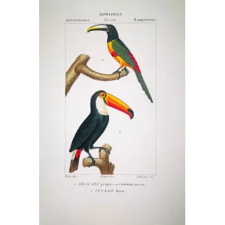 Ramphastos toco - Toco Toucan  & Aracari - Pteroglossus castanotis - by Prêtre