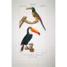 Toco Toucan  Aracari (*Ramphastos toco*) - Chestnut-eared aracari (*Pteroglossus castanotis*) Original engraving Prêtre (c.1835)