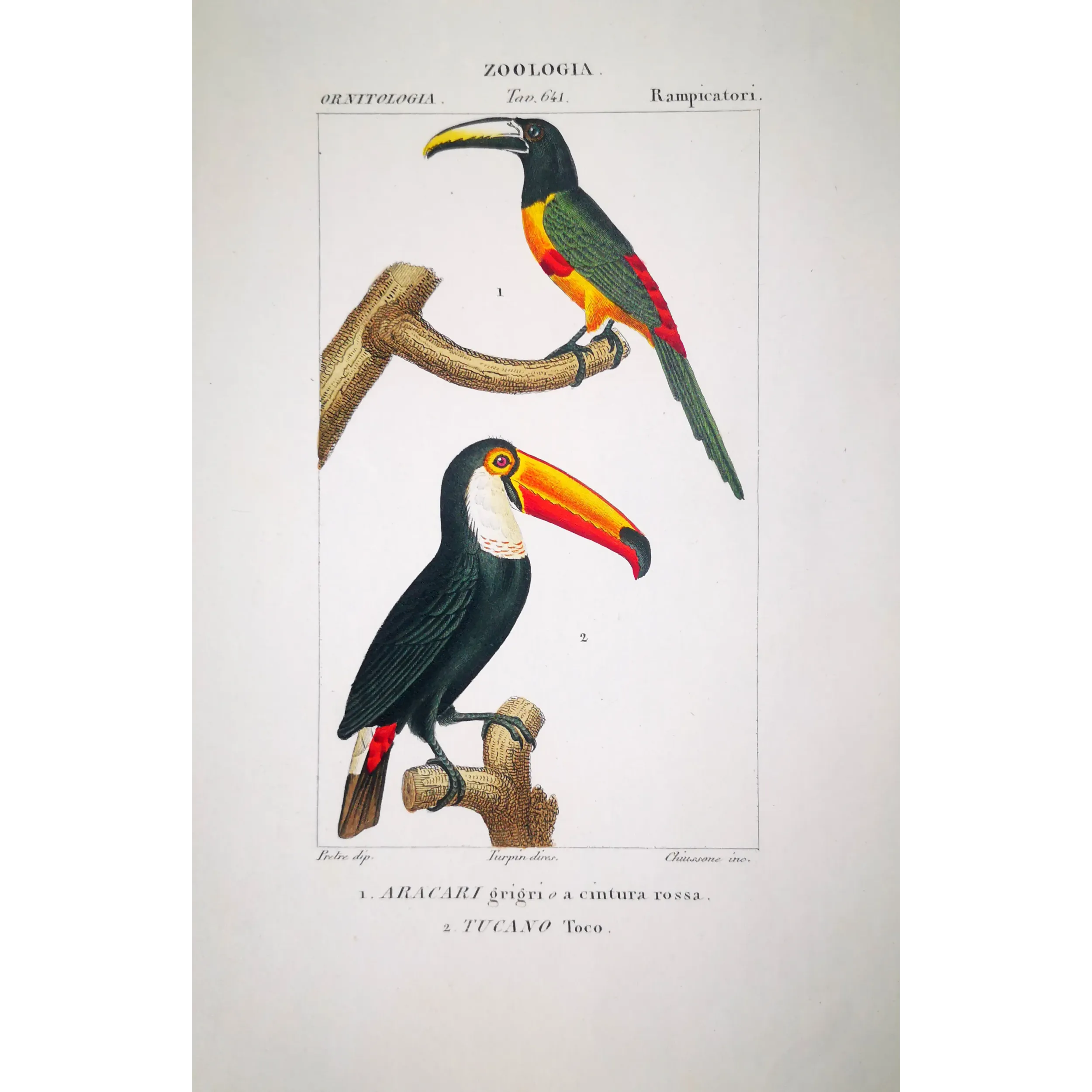 Antique Print by Pierre Antoine Prêtre – Toco Toucan  Aracari (Ramphastos toco)