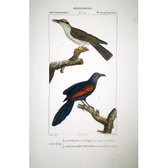 Scittrope Scythrops - novaehollandiae and Paradise Riflebird  Ptiloris paradiseus engraving by Prêtre