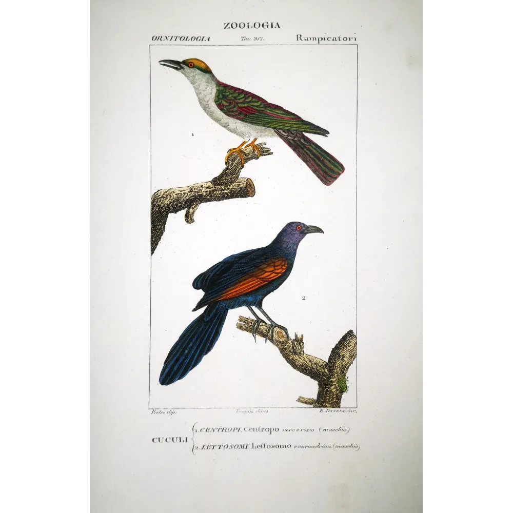 Scittrope Scythrops - novaehollandiae and Paradise Riflebird Ptiloris paradiseus engraving by Prêtre Scittrope Scythrops - novaehollandiae and Paradise Riflebird Ptiloris paradiseus engraving by Prêtre