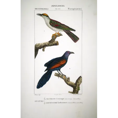 Scittrope Scythrops - novaehollandiae and Paradise Riflebird  Ptiloris paradiseus engraving by Prêtre