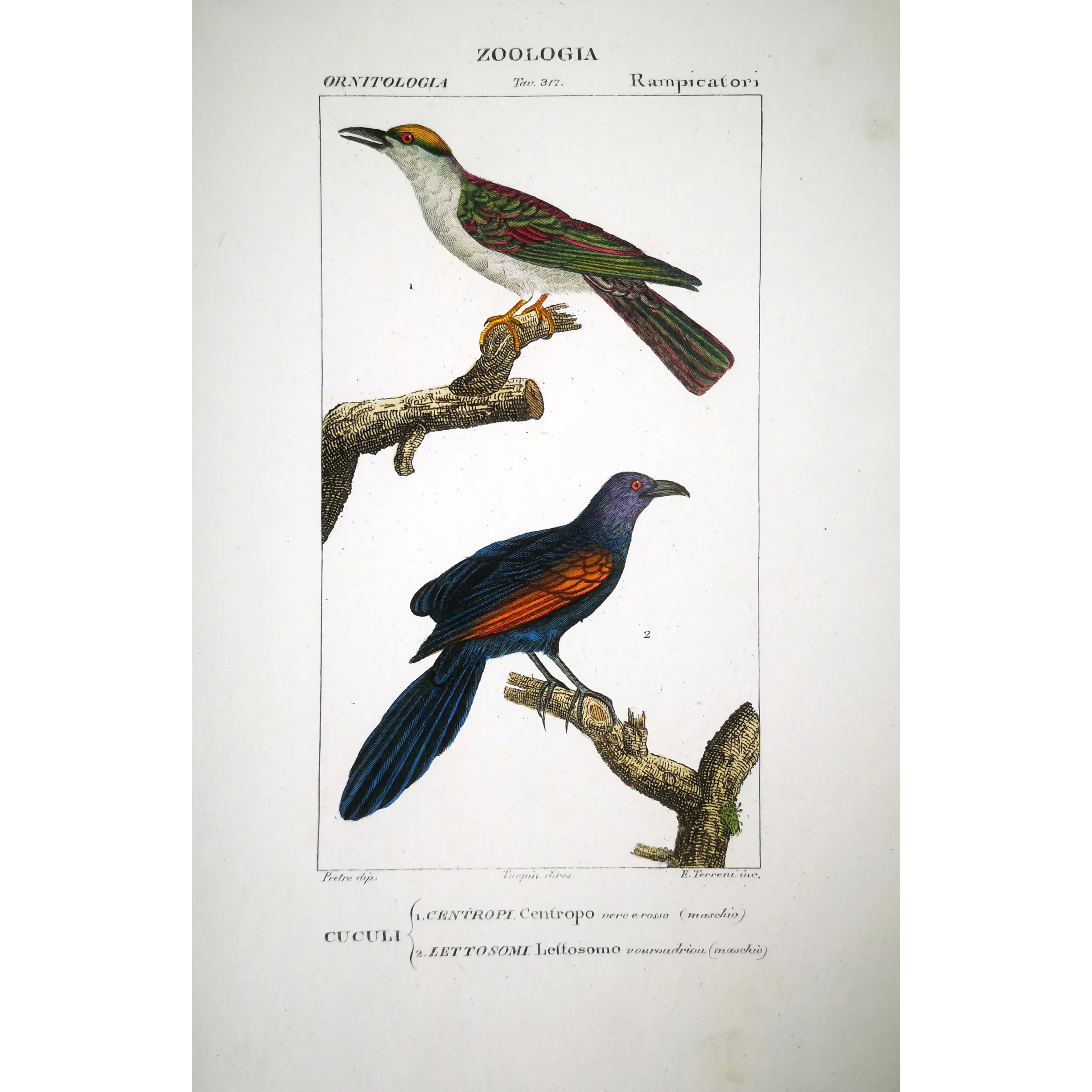 Antique Bird Engraving – Pierre Antoine Prêtre – Scittrope and Paradise Riflebird