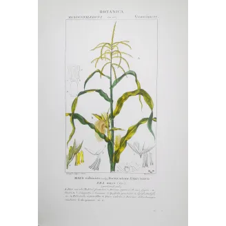 Zea mays  Antique Maize  Turpin Amtique Print | Prantique