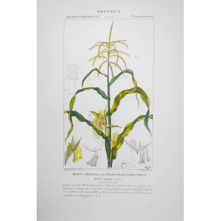Antique Botanical Print – Pierre Jean François Turpin – Maize or Indian Corn  *Zea mays* set of 2 - Original hand-colored engra