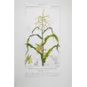 Maize or Indian Corn  *Zea mays* set of 2 - Original hand-colored engraving by Turpin, Antique Botanical Print (c.1835)