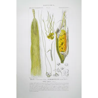 Zea mays  Antique Maize  Turpin Amtique Print | Prantique