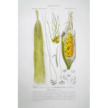 Zea mays  Antique Maize  Turpin Amtique Print | Prantique