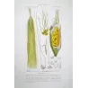 Maize or Indian Corn  *Zea mays* set of 2 - Original hand-colored engraving by Turpin, Antique Botanical Print (c.1835)