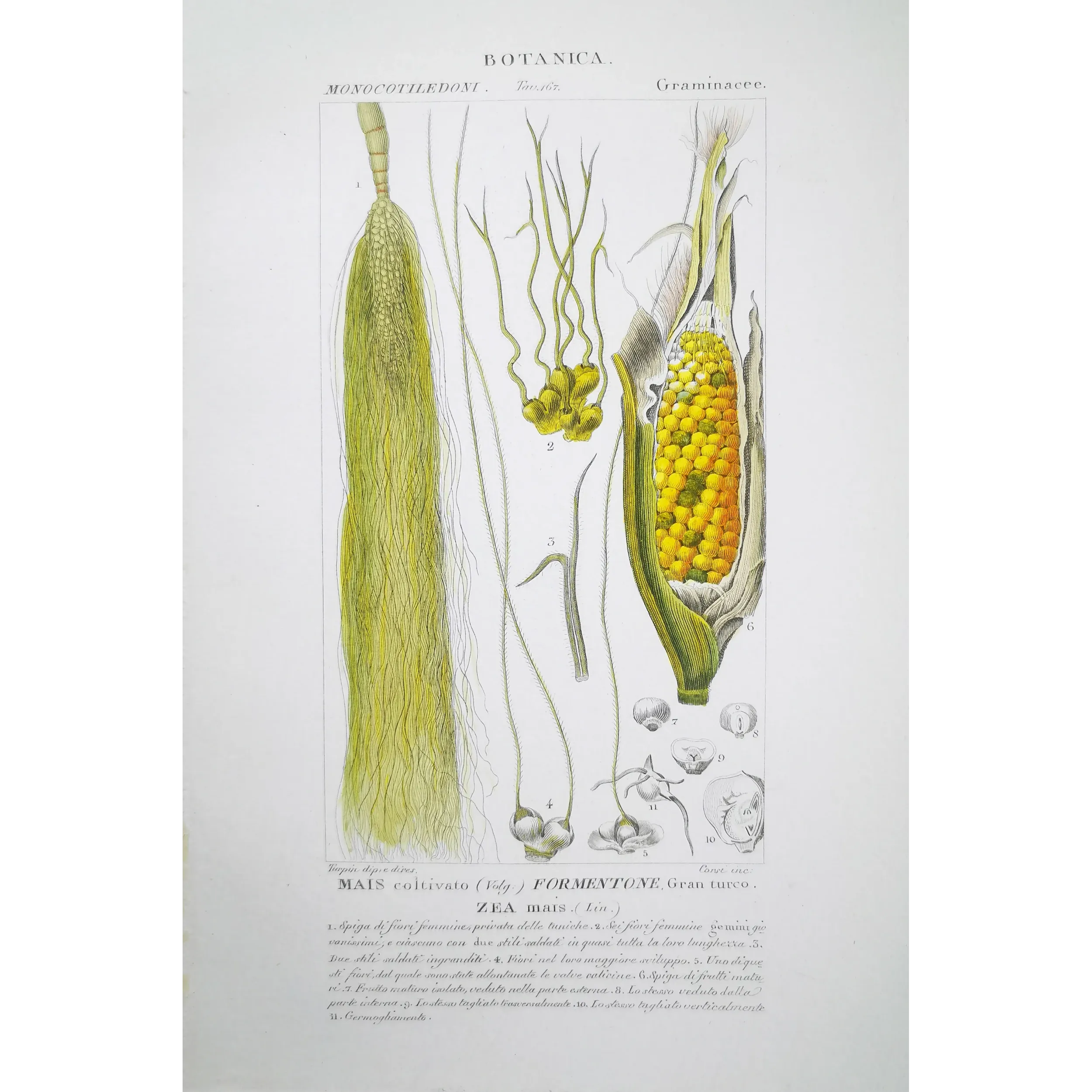 Antique Botanical Print – Pierre Jean François Turpin – Maize or Indian Corn  *Zea mays* set of 2 - Original hand-colored engra
