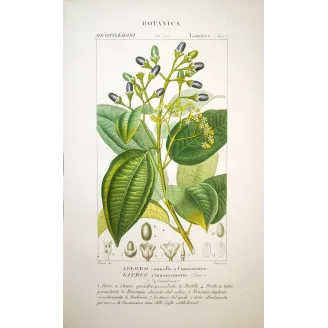 Laurus cinnamomum  Antique Botanical Print by Turpin | Prantique