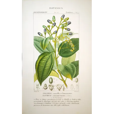 Laurus cinnamomum  Antique Botanical Print by Turpin | Prantique