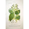 Bay Laurel or Cinnamon Tree  *Laurus cinnamomum* Original hand-colored engraving by Turpin, Antique Botanical Print (c.1835)