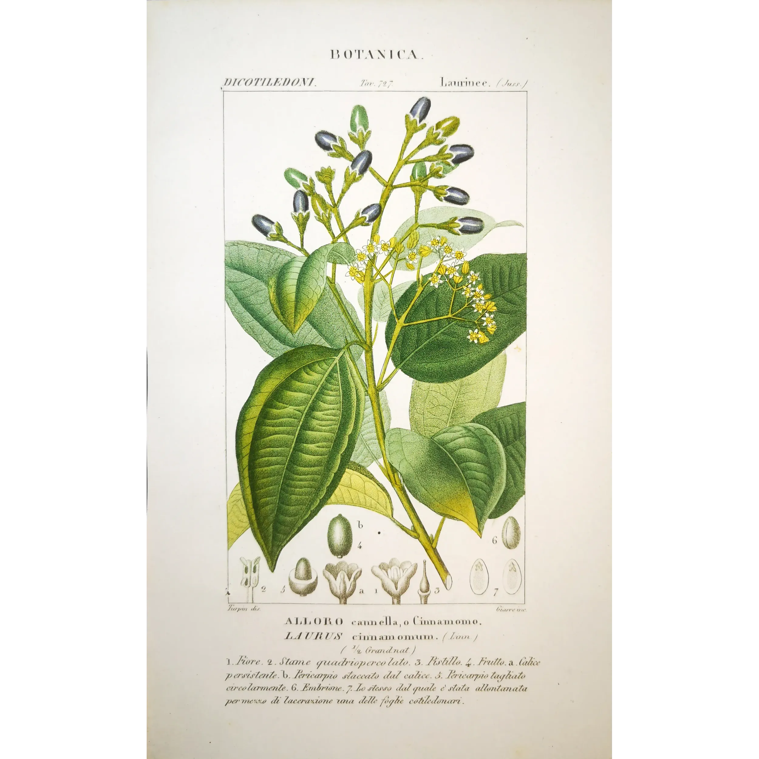 Antique Botanical Print – Pierre Jean François Turpin – Bay Laurel or Cinnamon Tree  *Laurus cinnamomum* Original hand-colored
