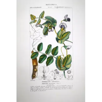 Pisum arvense  Wild Pea Botanical Print by Turpin | Prantique