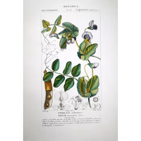 Pisum arvense  Wild Pea Botanical Print by Turpin | Prantique