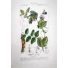Wild Pea  *Pisum arvense* Original hand-colored engraving by Turpin, Antique Botanical Print (c.1835)