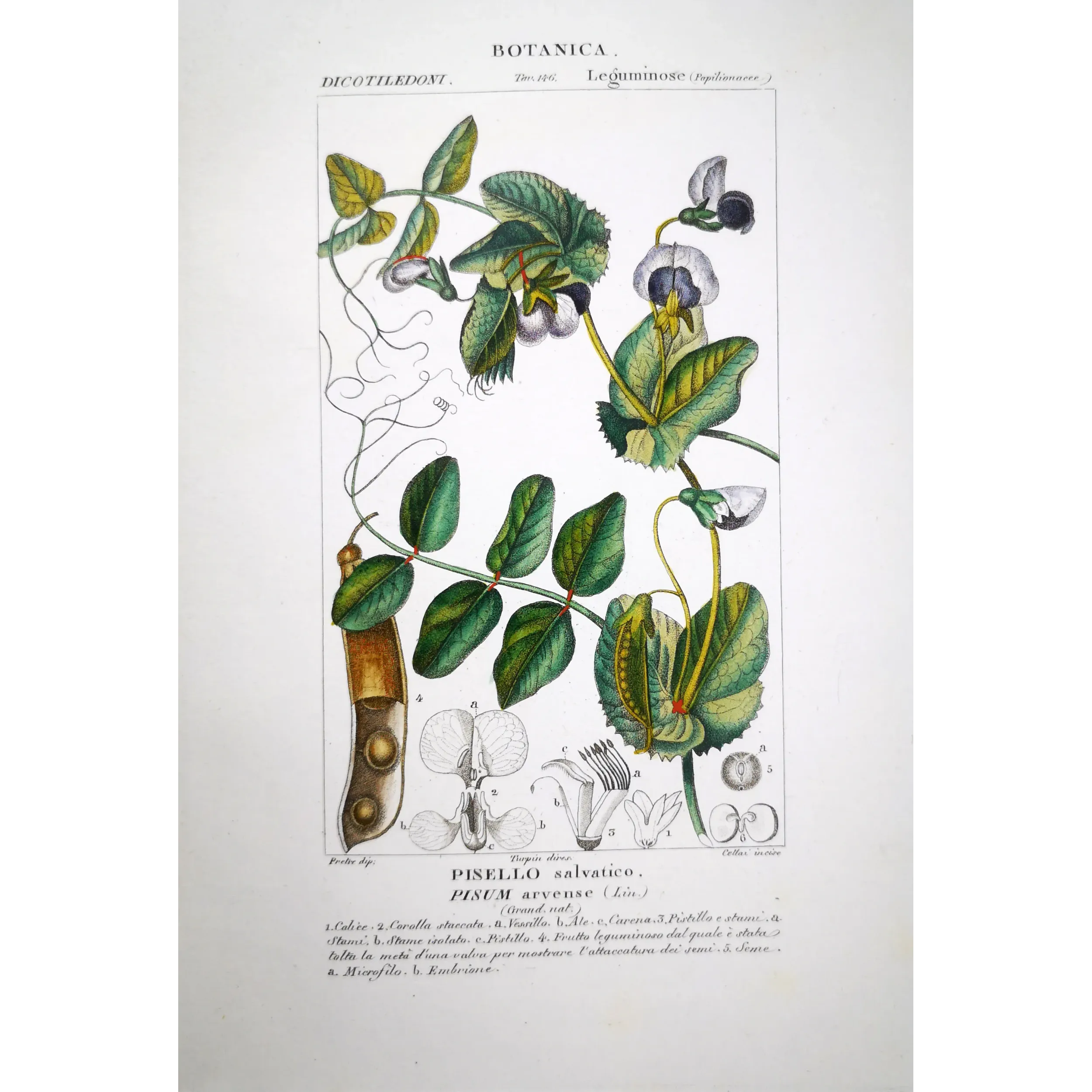 Antique Botanical Print – Pierre Jean François Turpin – Wild Pea  *Pisum arvense* Original hand-colored engraving by Turpin, An
