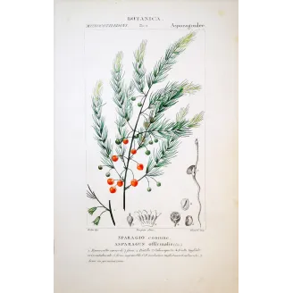 Asparagus officinalis  Antique Botanical Print by Turpin | Prantique