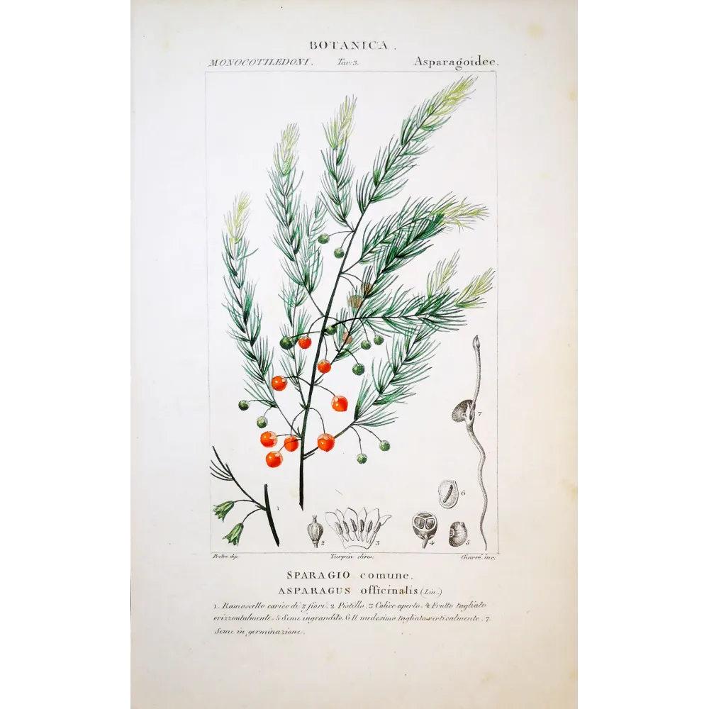 Asparagus officinalis  Antique Botanical Print by Turpin | Prantique