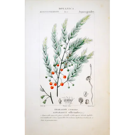 Asparagus officinalis  Antique Botanical Print by Turpin | Prantique