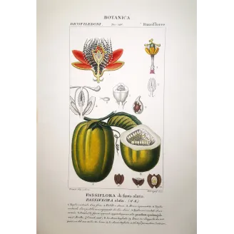 Passiflora alata  Antique Passionflower Double Print | Prantique