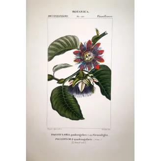 Passiflora alata  Antique Passionflower Double Print | Prantique