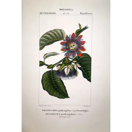 Passiflora alata  Antique Passionflower Double Print | Prantique