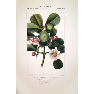 Passiflora & Clusia  Antique Tropical Flower Double Print | Prantique