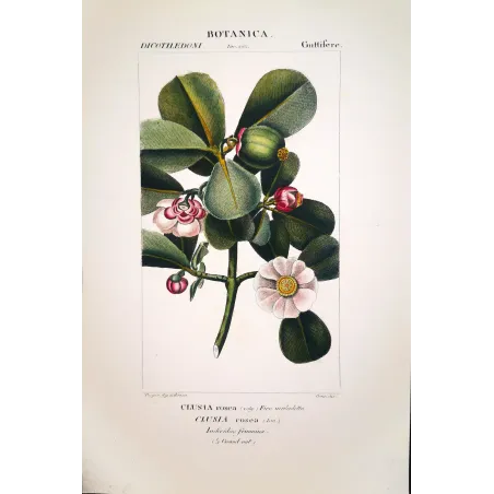 Passiflora & Clusia  Antique Tropical Flower Double Print | Prantique