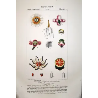 Passiflora & Clusia  Antique Tropical Flower Double Print | Prantique