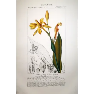 Canna flaccida  Antique Tropical Flower Print by Turpin | Prantique