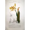 Canna flaccida  *Canna flaccida* Original hand-colored engraving by Turpin, Antique Botanical Print (c.1835)