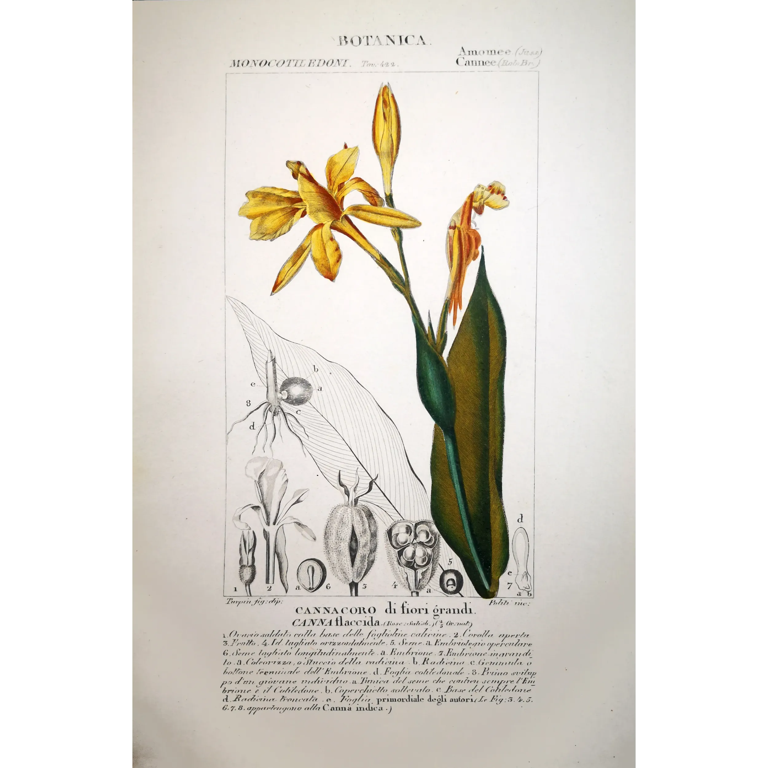 Antique Botanical Print – Pierre Jean François Turpin – Canna flaccida  *Canna flaccida* Original hand-colored engraving by Tur