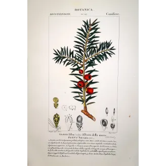 Taxus baccata  Antique Yew Tree Print by Turpin | Prantique