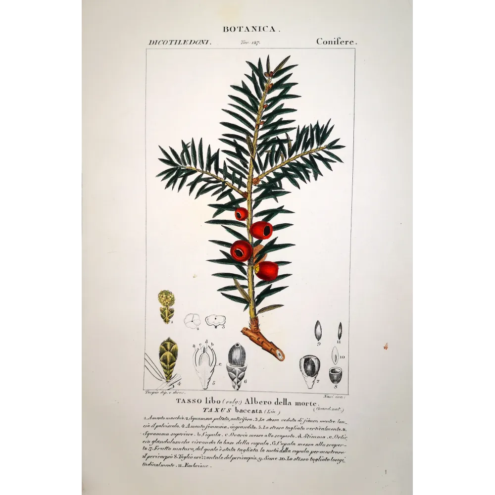 Taxus baccata  Antique Yew Tree Print by Turpin | Prantique