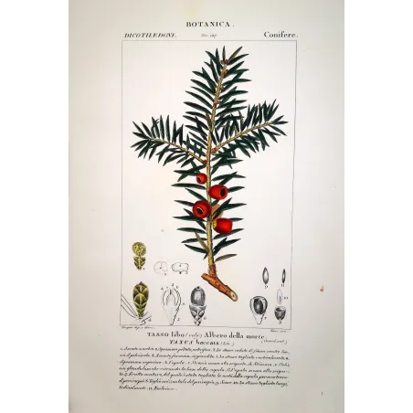 Taxus baccata  Antique Yew Tree Print by Turpin | Prantique